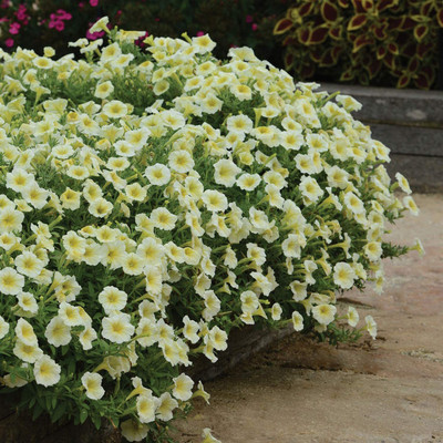 VibeX LX-81 - Petunia Grandiflora Yellow - (60 Seeds) Seed(60 per packet)