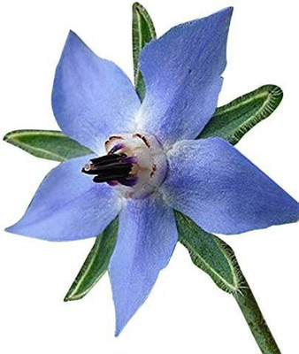 VibeX PUAS-94 - Blue Borage - (1350 Seeds) Seed(1350 per packet)