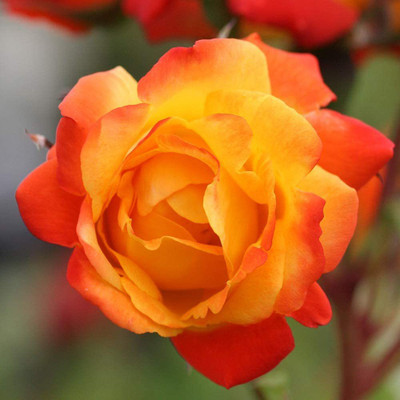 WILLVINE PAU-32 Piñata Climbing Rose Seeds Seed(50 per packet)
