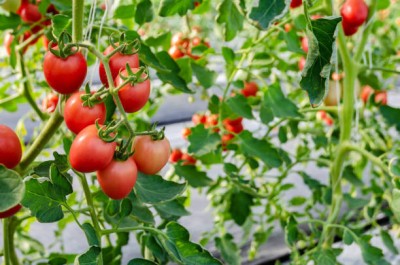 Bahan Traders tomato Seed(125 per packet)