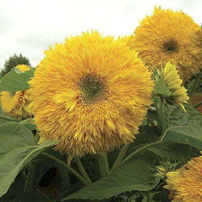 CYBEXIS TLX-75 - Superted Hybrid Sunflower - (150 Seeds) Seed(150 per packet)