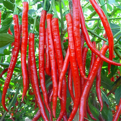 Qualtivate PUAS-9A Red Long Cayenne Chilli Seed(300 per packet)