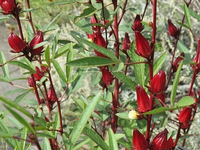 ASPEN Red Gongura | Red Pulicha Keerai | Kenaf Leaves | Red Pundi Seed(300 per packet)