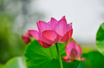 Treepoint lotus,kamal gatta Seed(11 per packet)
