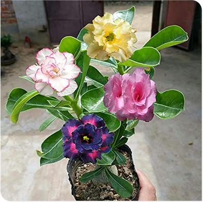 Qualtivate XL-696 Adenium obesum Mixed Colours Seed(30 per packet)