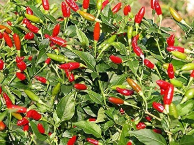 Qualtivate HYB-2A Tabasco Hot Pepper Non-GMO Red Chilli Seed(300 per packet)