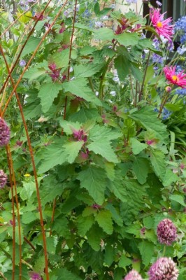 ITTUMM Chenopodium ambrosioides Bathua Saag Vegetable Seed(300 per packet)