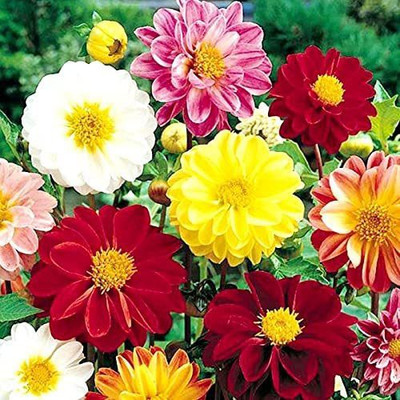 CYBEXIS Dahlia Unwins Hybrids Dwarf Mix Double Flower Mix Red yellow white pink small Seed(1 g)