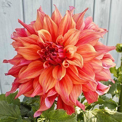 CYBEXIS DinnerPlate Dahlia, belle of barmera Seeds Seed(1 g)