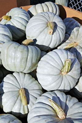 VibeX ® XLR-376 Rare Blue Pumpkin Seeds Seed(50 per packet)