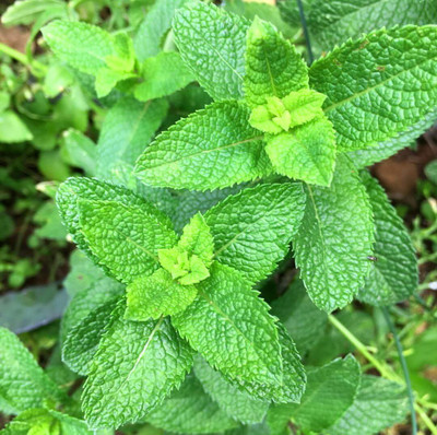 Qualtivate HUA-2A Mojito Mint Herb Seeds Seed(200 per packet)