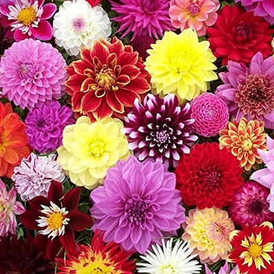 Aywal HYBRID SEEDS Dahlia Mixed Seed(4 g)