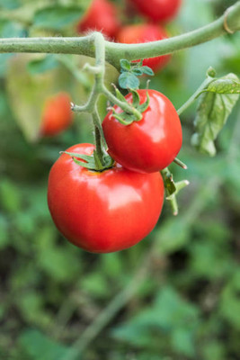 Sandhya Darshan tomato Seed(115 per packet)