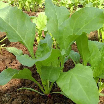Qualtivate HYB-3A Spinach/Palak Vegetable Seeds Seed(300 per packet)