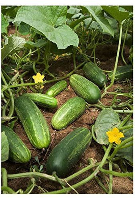 VibeX ® XXL-719 Cucumber F1 Hybrid Seeds Seed(200 per packet)