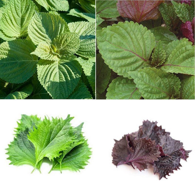 CYBEXIS NBIR-42 - Shiso 4 Varieties - (750 Seeds) Seed(750 per packet)