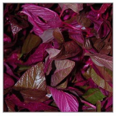 WILLVINE HUA-571 Hybrid Red Spinach High Yield Amaranthus Seed(500 per packet)