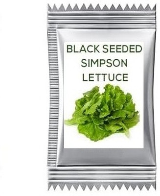 Quentova Black-Seeded Simpson Lettuce 2.5gm Seed(2000 per packet)