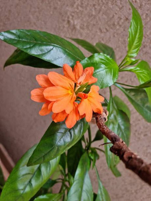 Ultrawise kanakambaram-firecracker-crossandra Seed(34 per packet)
