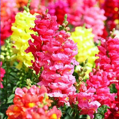 CRGO ANTIRRHINUM Seed(60 per packet)