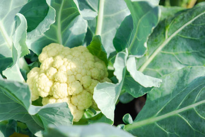 EVY white cauliflower,gobhee seeds Seed(14 per packet)