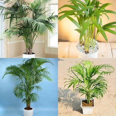 ibains Area palm seeds biij 12 Seed(12 per packet)