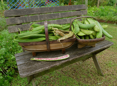 JAYANTAHALDER Sword bean/Mousim/Giant bean Seed(15 per packet)