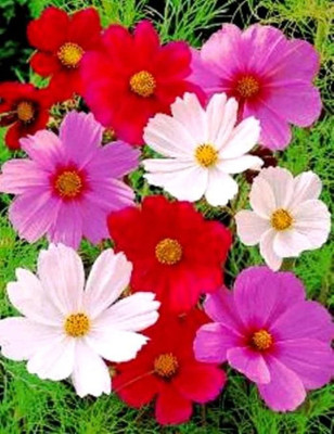 CYBEXIS Cosmos BIPINNATUS- Sensation Mixture Seed(50 per packet)
