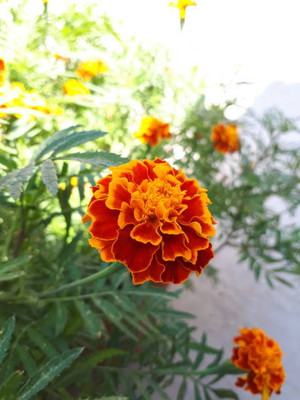 Radha Krishna Agriculture marigold/gende ka phool flower seeds Seed(25 per packet)