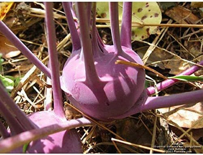 WILLVINE GBPUT -VII Blauer Speck Kholrabi/Knolkhol F1 Hybrid [10g] Seed(3000 per packet)