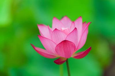 URRO lotus,kamal gatta Seed(10 per packet)