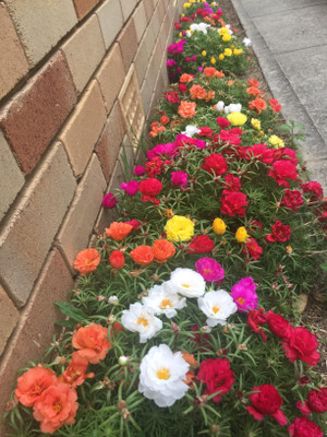 Dasstore Portulaca flower seeds pack of 100 Seed(100 per packet)