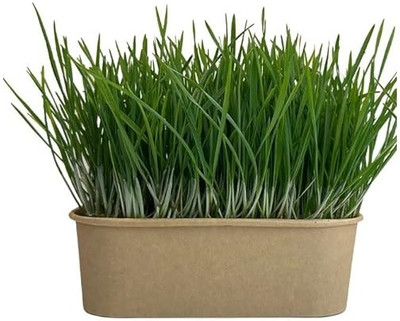 KNESSiN Organic Sprouting Wheatgrass Seeds for Juicing & Health Drinks-(5000 Seeds) Seed(5000 per packet)