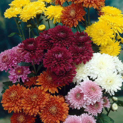 BDSresolve Chrysanthemum flower mix seeds PACK OF 10 Seed(10 per packet)