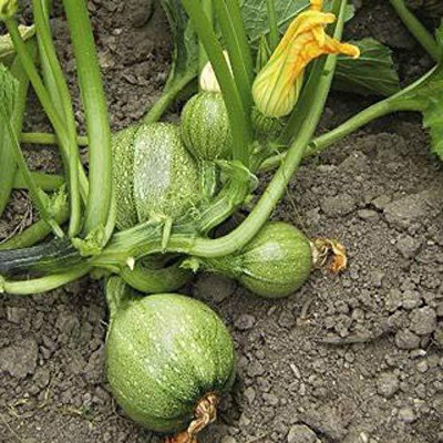 VibeX ® LXI-591 Organic Zucchini Squash Vegetable Seeds Seed(100 per packet)