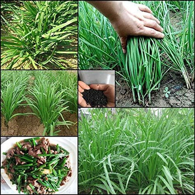KNESSiN Leek Seed(1250 per packet)