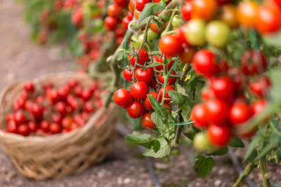 Alberts tomato Seed(85 per packet)
