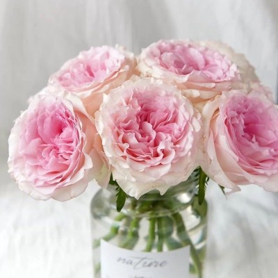 CYBEXIS PUAS-77 - Pink Rose Bush - (300 Seeds) Seed(300 per packet)