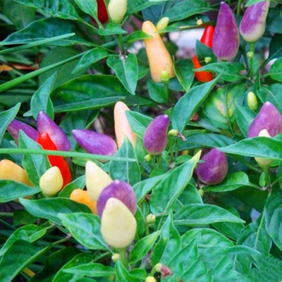 CYBEXIS Hot Spicey Chili Seeds-300 Seeds Seed(300 per packet)