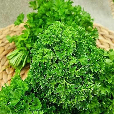 Qualtivate XLR-110 Parsley, Moss Curled Seed(500 per packet)