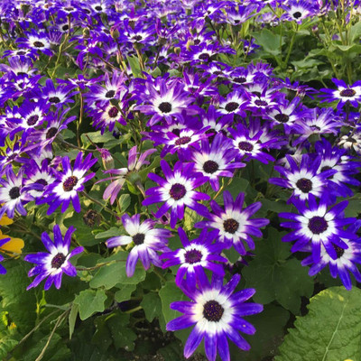 Aywal Cineraria Starlet Hybrid Flower Seed(100 per packet)