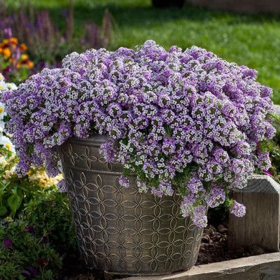 KANAYA Alyssum Mixed Hybrid Flower Seed(20 per packet)