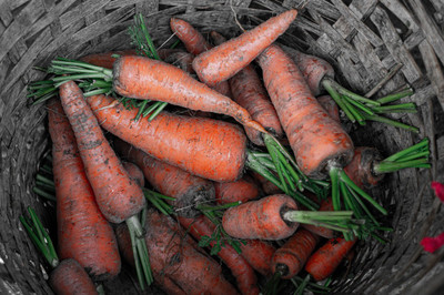 the green dotcom Fresh Carrot Vegetable Hybrid Variety Seed(20 per packet)