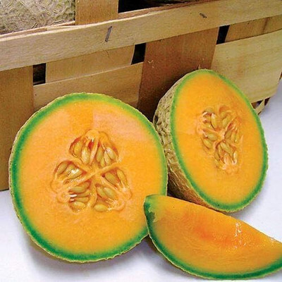 Qualtivate EXL-4AT Sugar Cube Musk Melon Cantaloupe Seed(200 per packet)