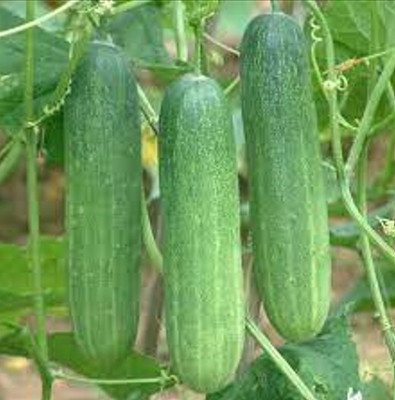 Ankur Farm Cucumber Seed(50 per packet)