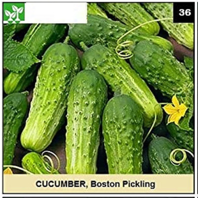 CYBEXIS BOSTON PICKLING CUCUMBER500 Seeds Seed(500 per packet)