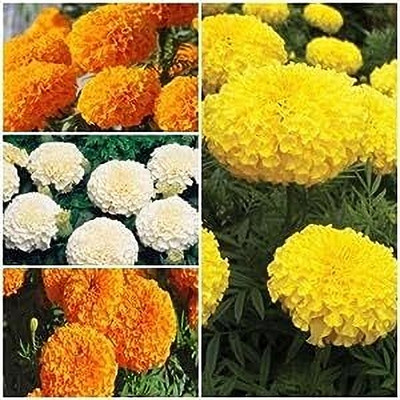 Aywal Marigold Scarlet Red Seed(120 per packet)