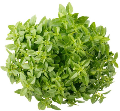 Qualtivate NBIR-24 Fino Verde Basil Seeds Seed(1000 per packet)