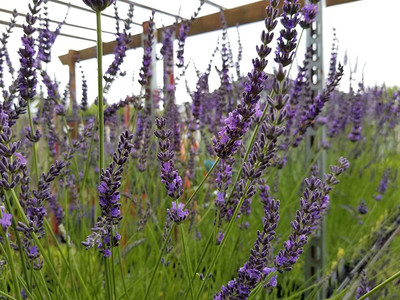 VibeX Lavender Seed(250 per packet)