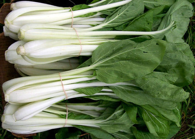 WILLVINE MAH -VI Pak Choi Chinese Cabbage [25g] Seed(7500 per packet)